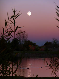 Full moon over lake suffused with pink light