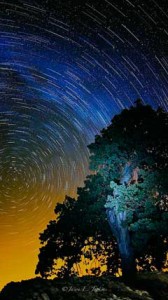 Stars wheeling above oak tree